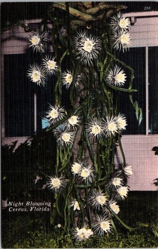Florida night blooming cereus - florida,