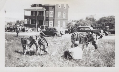 Cole bros circus 1937 zebras - bros,